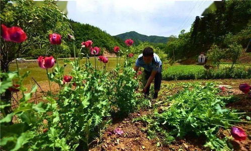 小编提醒农民朋友 农村5种作物,2022年禁止播,一旦发现面临罚款