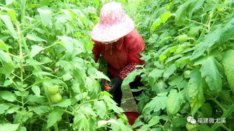 乡野 汤川这种农作物日收数千斤 带动村民就业增收
