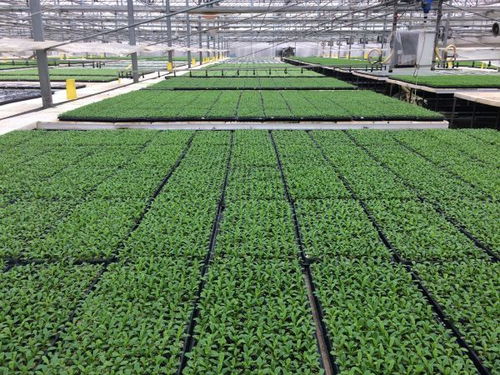 武汉蔬菜花卉种苗工厂化生产标准化试点项目,实施半年多商品苗提高了5 以上